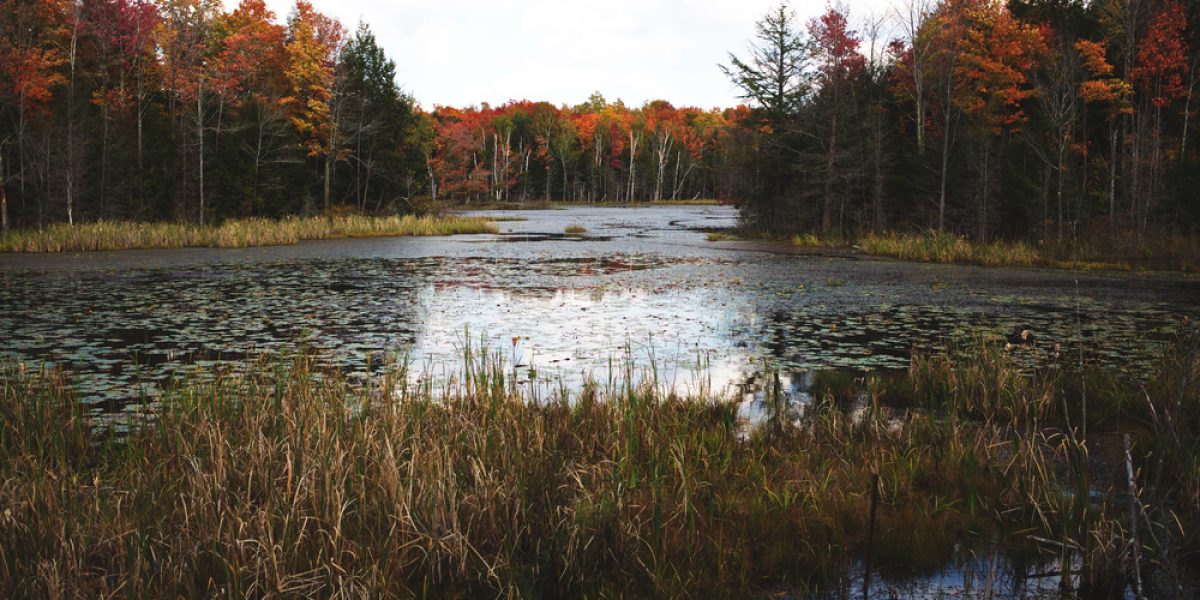 Conservation Commissions May Bring Enforcement Actions for Decades-Old Violations of Wetlands Protection Act